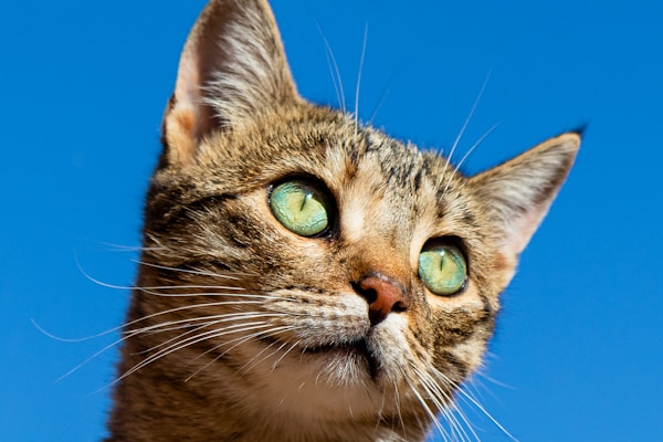 Beautiful orange tabby cat relaxing
